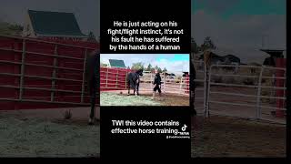 Taming an abused and neglected horse equestrian horseriding horse horselover animals [upl. by Anawt]