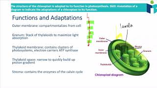 Chloroplast Structure and Function 834 IB BIOLOGY HL [upl. by Cichocki]