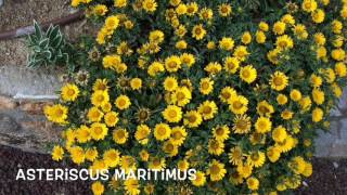 Asteriscus maritimus Garden Center online Costa Brava  Girona [upl. by Samp]