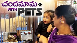 చందమామ With Pets 🐕🐕  Dhanvikashaha  Itlu Mee Anjali Pavan  funniest moments with pets [upl. by Ruomyes]