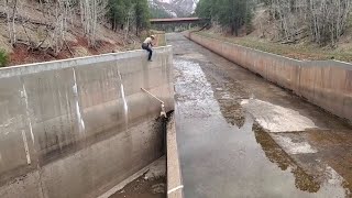 Wildlife officer and mountain lion perform acrobatic stunt during rescue from soontobe flooded [upl. by Dhumma491]