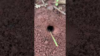 Primitive ants attack giant cricket in deep hole  Naturallife IQ shorts [upl. by Oech971]