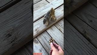 Squirrels Love Protein Bars funny funnyvideos funnyshorts funnyvideo animals squirrel food [upl. by Etnovaj]