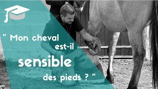 THEMA 2  Mon cheval estil sensible des pieds [upl. by Tibold539]