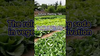 The role of baking soda in vegetables cultivation for plants shortvideo youtubeshorts garden [upl. by Arodnap]