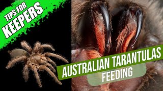 The weird way your tarantula eats and how to feed it  Australian Tarantula Keepers Series [upl. by Zaneski]