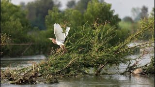 Wetlands  Habitats —Information Video For Students WETLAND FACTS [upl. by Picker]