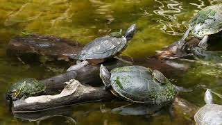 Majestic Sea Turtles 4K Ultra HD with Their Babies Swimming in Mexicos Cenote [upl. by Egerton190]