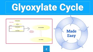 Glyoxylate cycle step by step [upl. by Jenkel]