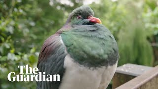 Inebriated kererū pigeons binge on fruit punch [upl. by Wenona488]