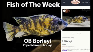 OB Borleyi Copadichromis borleyi [upl. by Anael872]