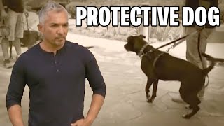 How Human Behavior Influences Bad Dog Tendencies  Cesar 911 Season 1 Ep 5  Part 1 [upl. by Leaw956]