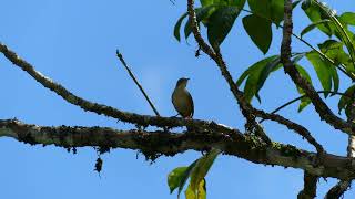 Tropical Wren Troglodytes musculus clarus singing French Guiana [upl. by Spiegelman]