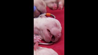 Baby Newborn Puppies Crying Loudly After Being Revived ❤️ Bondi Vet shorts [upl. by Melodie]