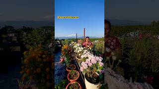 Chrysanthemum Flowers Starting to Bloom shorts ytshorts viralvideo gardening [upl. by Jamima]