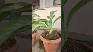 Dafan Plant  Best indoor plants  Dieffenbachia Plant  care of Plant [upl. by Tye]