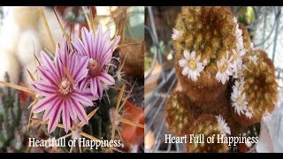 My Stenocactus Crispatus Cactus amp Mammillaria Carmenae Cactus from buds to bloom [upl. by Yatzeck]