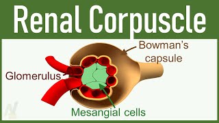 02 Nephron Structure Renal Corpuscle [upl. by Winnie]