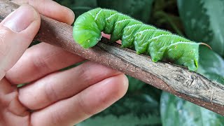 10 Ways To Control And Prevent Hornworms In Your Garden  Simple And Organic [upl. by Heyes]