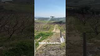 Drone ile şeftali bahçesi ilacı [upl. by Aketal]