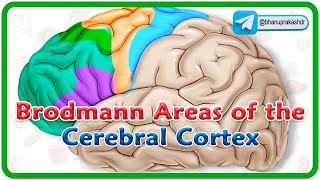 Brodmann areas of the cerebral cortex  Lobes of the brain Structure and function  Neuroanatomy [upl. by Vitia745]