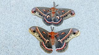 Cecropia Moths Visit Delaware Retirement Community [upl. by Purdum]