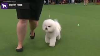 Bichons Frises  Breed Judging 2020 [upl. by Ibmab]