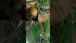 Homely garden 🌱 pomegranate🍑 amaran kanguva travel delhiganesh sunnewstamil [upl. by Aneleiram]