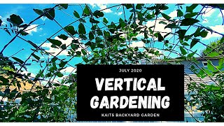 Vertical Gardening Multiple different ways to trellis Small space Gardening Trellising [upl. by Jemy]