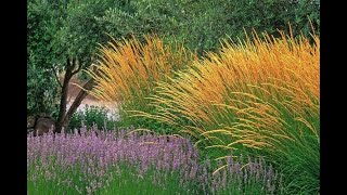 The best ornamental grasses for shade [upl. by Htebasile]