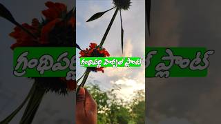 గ్రంథిపర్ణి మీకీ హెర్బల్ ప్లాంట్ గురించి ఏమైనా తెలుసా agreculture telugu farming urbanfarmer [upl. by Ainalem]