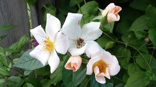 Garden Tips SALLY HOLMES ROSE GREAT [upl. by Nager966]