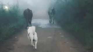 Dog barking at cows on his walk [upl. by Ggerk715]