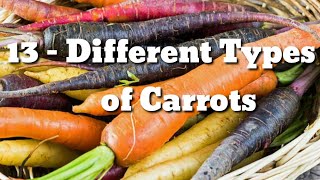 13 different types of carrotquots  different types of carrots  carrots Catagory  types of carrots [upl. by Irb]