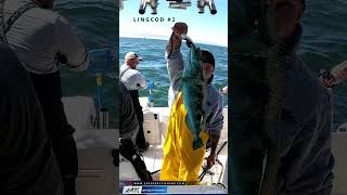 Lingcod Fishing Along The Marin Coast Outside The Golden Gate [upl. by Amo673]