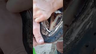 Repair and renovate the huge horseshoe  Repair Horse Shoes to Relieve Stress Animal Rescue part 1 [upl. by Lumpkin524]