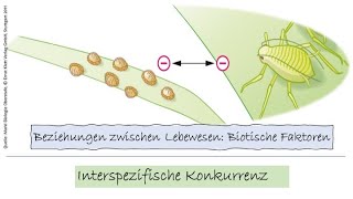 2 Biotische Faktoren Interspezifische Beziehung [upl. by Nesral]