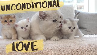 British shorthair cat Apollo hissing and protecting his kittens [upl. by Avron]