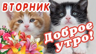 ВТОРНИК 🎺 ДОБРОГО УТРА  ДОБРОЕ УТРО  С ДОБРЫМ УТРОМ  ДОБРОГО УТРА ЛЮБИМОЙ  ПОЗИТИВ  ПОЗИТИВЧИК [upl. by Laehcimaj382]