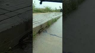 Prevent Flood Rain On Street Road unclog culvert drain shorts [upl. by Dorotea]