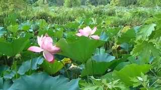 Kenilworth Aquatic Garden in Washington DC [upl. by Harri543]