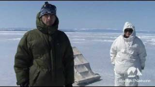 Voyage Observation des phoques du Baïkal avec BaikalNature [upl. by Akirdnas726]