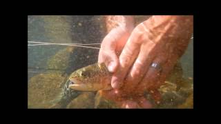 Trout Fishing on The Muddy River [upl. by Eob328]