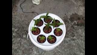 How to Take Cuttings using the AeroPot Aeroponics [upl. by Narej]