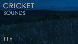 Cricket Sounds  Crickets Chirping at Night  Nature Sounds for Sleep amp Relaxation  11 Hours [upl. by Ailisec]