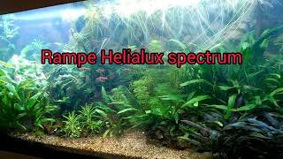 Comparatif de rampes led sur Juwel Rio 180  helialux spectrum puis multilux [upl. by Attezi]