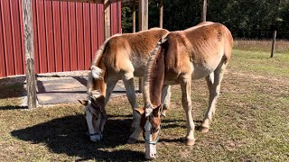 DRAFT HORSES  The Belgian colts have worms [upl. by Abbate]