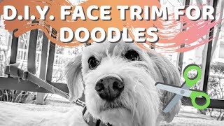 How to Trim Your Doodles Face  Aussiedoodle Labradoodle Goldendoodle Bernedoodle Grooming [upl. by Malvia255]