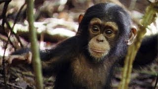 Lil King of the Swingers  Amazing Animal Babies  Chimps Ep 8  Earth Unplugged [upl. by Summer]