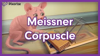 Meissner Corpuscle Mnemonic [upl. by Tengler]